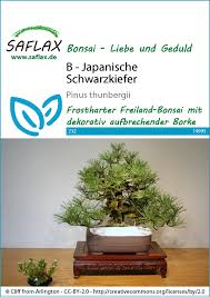 Seed from certain regions produce better characteristics for bonsai, such as bark texture, needle color and length. Japanische Schwarzkiefer Bonsaisamen Von Saflax Samenhaus Samen Samereien