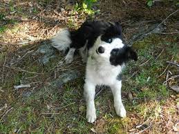 Sheepscot Border Collies Home Facebook