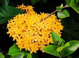 Bird Of Paradise Flower Meaning In Tamil Mini Ixora Plant Yellow Planting Flowers Plants Fruit Plants