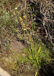 Image result for Mesanthemum africanum