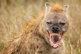 Spotted Spripped And Laughing Hyena Facts Hyena Wild Dogs Cute Baby Animals