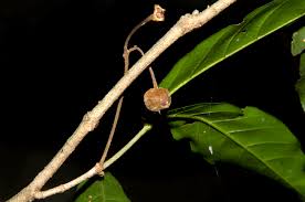 Image result for Lasiodiscus pervillei