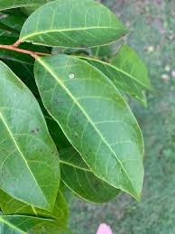 Image result for Antidesma