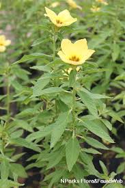 Image result for Turneraceae