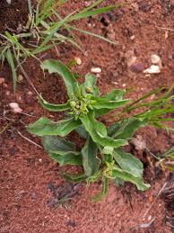 Image result for Raphionacme madiensis