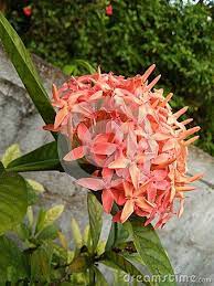 Very beautiful flowers veryniceflowers mir pinterest. Very Nice Flower Beautiful Red Flower Nice Location Small Flower This Is A Nosegay Flowers Photo Stock Images Red