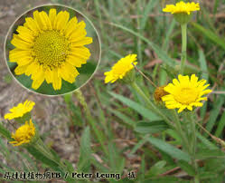 Image result for Anisopappus chinensis