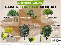 Arboles Que Puedes Sembrar En Mexicali Contra El Calor Mexicali 686 En 2020 Arbustos Arboles Planta Reforestar