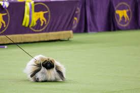 The 145th annual westminster kennel club dog show 2021 live stream will be held at lyndhurst, a property of the national trust. Westminster Dog Show 2020 Guide With Photos Of Cute Dogs