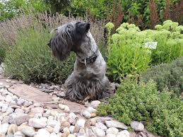 Image result for ČESKÝ TERIÉR