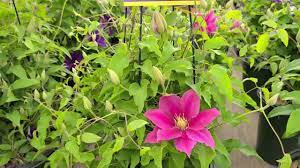 Maybe you would like to learn more about one of these? Clematis Vicki Raymond Evison Boulevard Series Vibrant Bi Color Pink Blooms Youtube