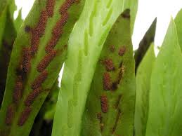 Image result for Loxogramme