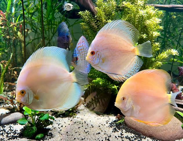 Albino Pearl Diamond Discus, Light Base – Discus.com