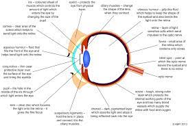 The Eye Diagram And Functions Functions Of The Human Eye Anatomy Body System Human Eye Diagram Eye Anatomy Diagram Of The Eye