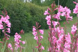 Image result for Watsonia borbonica