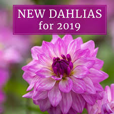 Check spelling or type a new query. New Dahlias For Your 2019 Flower Garden Longfield Gardens