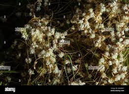 Image result for Cuscuta approximata