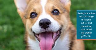 8390 lbj freeway, suite 530 dallas, tx 75243. North Texas Corgi Connection Home Facebook