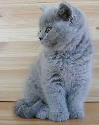 British Shorthairs Come In Many Colors And Patterns For Many Years The More Popular Blue Variant Cat Breeds British Shorthair Cats British Shorthair Kittens