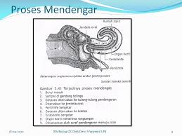 Mekanisme pendengaran pada manusia secara singkat adalah sebagai berikut. Struktur Telinga Manusia Science Quizizz