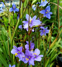 Image result for Aristea ecklonii