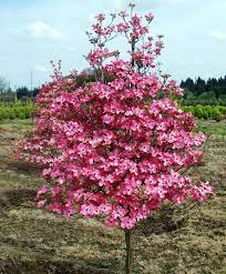 I created this guide to give you a wide variety of flowering trees to choose from when you live in florida. Red Dogwood Tree Red Dogwood Dogwood Trees Flowering Trees