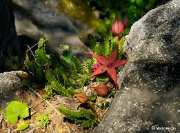 Image result for Grewia schinzii