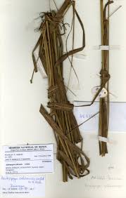 Image result for Andropogon schirensis