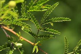 Image result for Acacia borleae