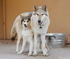 Most prominent and current of these are the sled dogs of donna dowling and others in the interior of the american state of alaska. Wolf Vs Husky Album On Imgur