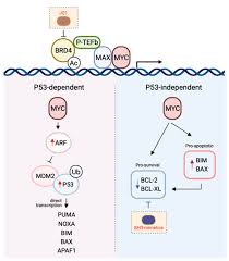 Prompt action pest control can help you with your pest control problems in hayward wisconsin. Ijms Free Full Text Co Operativity Between Myc And Bcl 2 Pro Survival Proteins In Cancer Html