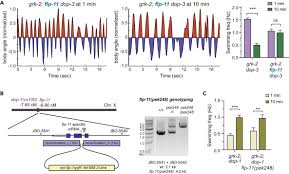 Ответы к игре dop 2: Dopamine Receptor Dop 1 Engages A Sleep Pathway To Modulate Swimming In C Elegans Sciencedirect