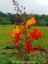 Moderate to little water hardiness zones: Caesalpinia Pulcherrima Peacock Flower Barbados Pride Dwarf Poinciana Barbados Flower Fence Gold Mohur Toptropicals Com