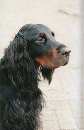 Check spelling or type a new query. Gordon Setter Wikipedia
