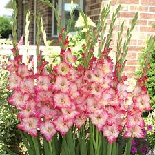 Image result for Gladiolus pretoriensis