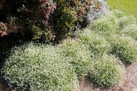 Complete your garden with beautiful clematis plants available at burpee. Baby S Breath Euphorbias