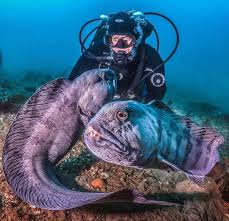 Pin By Avrtatiana On Marine Life Marine Life Ocean Marine