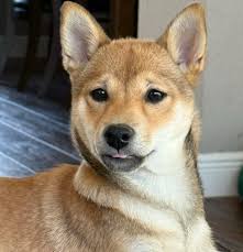 Lone Star Dog Ranch & Dog Ranch Rescue