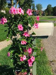 Pin On Garden
