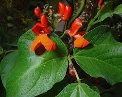 Image result for Phaseolus coccineus