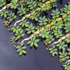 Image result for Neptunia oleracea