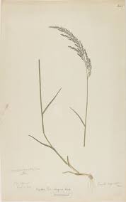 Image result for Eragrostis atrovirens