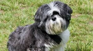+ bassotto tedesco nano a pelo corto(196). Il Cane Shih Tzu Il Cane Leone Prezzi E Carattere