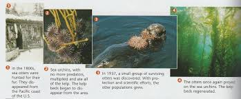 Biodiversity Diagram Quizlet