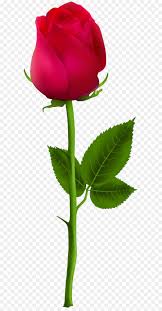 Oil Painting Flower Png Download 3039 8000 Free Transparent Centifolia Roses P In 2020 Studio Background Images Background Images Wallpapers Blue Background Images