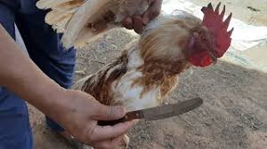 Check spelling or type a new query. ØªØ­Ù…ÙŠÙ„ Ø£ØºÙ†ÙŠØ© Ø¨Ù†Øª ØªØ°Ø¨Ø­ Ø¯Ø¬Ø§Ø¬ Mp3 Mp4