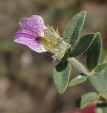 Image result for Blepharis integrifolia