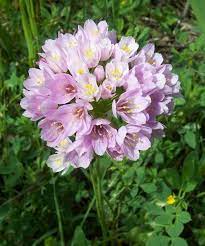 Pink Onion Allium Roseum 10 Tall Blooms In June Zone 5 Trees To Plant Bloom Flowers