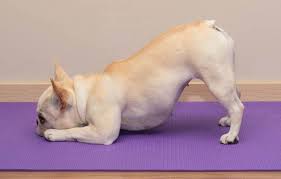 10 Fun Things To Do With Your Dog Dog Yoga Dog Personality Animal Yoga