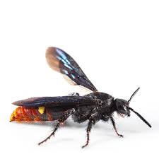 Image result for Scolopia mundii